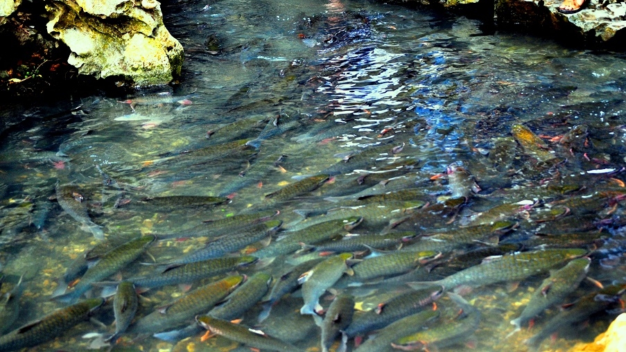 Thanh Hoa City Tour - Cam Luong Fish Stream